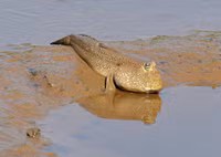 Những loài cá kỳ lạ 