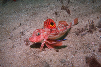 Những loài cá kỳ lạ 