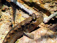 Những loài cá kỳ lạ 