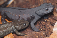 Những loài cá kỳ lạ 