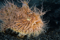 Những loài cá kỳ lạ 