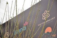 Cây đào 100 năm tuổi được bán với giá hơn 368 triệu đồng 