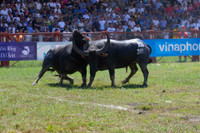 Lễ hội chọi trâu Đồ Sơn: Trâu 1,3 tấn giành vô địch, chủ trâu “ẵm giải” thưởng 100 triệu đồng