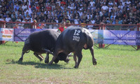 Lễ hội chọi trâu Đồ Sơn: Trâu 1,3 tấn giành vô địch, chủ trâu “ẵm giải” thưởng 100 triệu đồng