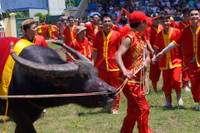 Lễ hội chọi trâu Đồ Sơn: Trâu 1,3 tấn giành vô địch, chủ trâu “ẵm giải” thưởng 100 triệu đồng