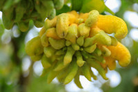 Làng phật thủ Đắc Sở rộn ràng vào vụ Tết Giáp Thìn