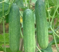 Cảnh giác với những loại rau quả ngậm thuốc trừ sâu, hóa chất độc hại bán ngoài chợ