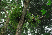 Vẻ đẹp hùng vĩ của khu dự trữ sinh quyển Việt Nam mới được UNESCO công nhận