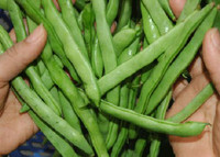 Cảnh giác với những loại rau quả ngậm thuốc trừ sâu, hóa chất độc hại bán ngoài chợ