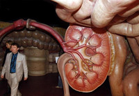 Corpus- bảo tàng đầu tiên trên thế giới khám phá cơ thể người