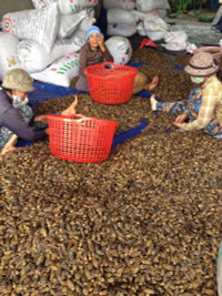 Kẹo cau Trung Quốc khiến giá cau tại Việt Nam tăng cao