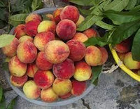 Cảnh giác với những loại rau quả ngậm thuốc trừ sâu, hóa chất độc hại bán ngoài chợ