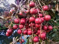 Nhãn tím giá cao gấp 5 lần nhãn thường vẫn không có để mua