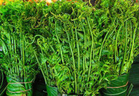 [ẢNH] Vì sao giá 200.000 đồng/kg, rau ‘trường sinh’ vẫn được người Hà Nội săn lùng?