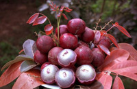 Nhãn tím giá cao gấp 5 lần nhãn thường vẫn không có để mua