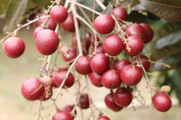 Nhãn tím giá cao gấp 5 lần nhãn thường vẫn không có để mua