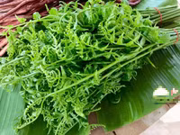 [ẢNH] Vì sao giá 200.000 đồng/kg, rau ‘trường sinh’ vẫn được người Hà Nội săn lùng?