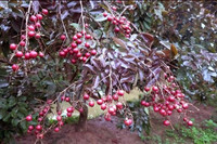 Nhãn tím giá cao gấp 5 lần nhãn thường vẫn không có để mua