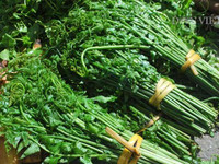 [ẢNH] Vì sao giá 200.000 đồng/kg, rau ‘trường sinh’ vẫn được người Hà Nội săn lùng?