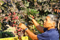 Nhãn tím giá cao gấp 5 lần nhãn thường vẫn không có để mua