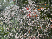 Hành trình chinh phục Nam Kang Ho Tao - một trong những cung leo núi khó nhất Việt Nam