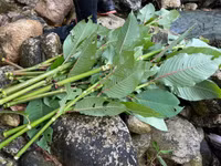 Hành trình chinh phục Nam Kang Ho Tao - một trong những cung leo núi khó nhất Việt Nam