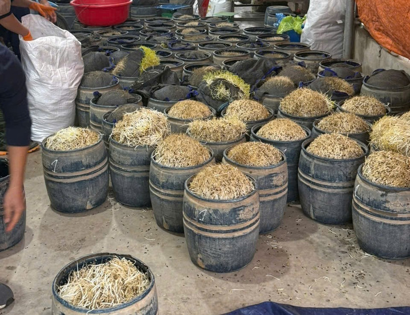 Khởi tố vụ thu giữ gần 3 tấn giá đỗ sử dụng chất cấm ảnh 1