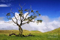 [ẢNH] Rolls-Royce Phantom duy nhất trên thế giới có nội thất gỗ Koa