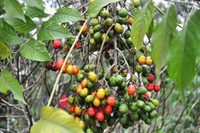 [ẢNH] Điểm danh những loại quả gắn liền với tuổi thơ của nhiều người Việt Nam