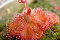 [ẢNH] Chiêm ngưỡng những loài cây ‘ăn’ thịt kỳ lạ nhất thế giới