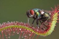 [ẢNH] Chiêm ngưỡng những loài cây ‘ăn’ thịt kỳ lạ nhất thế giới