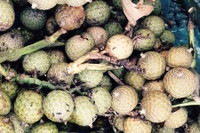 [ẢNH] Điểm danh những loại quả gắn liền với tuổi thơ của nhiều người Việt Nam