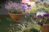 [ẢNH] 12 loại cây đẹp vừa khiến kiến ba khoang ‘khiếp vía’ biến khỏi nhà bạn