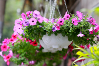 [ẢNH] 12 loại cây đẹp vừa khiến kiến ba khoang ‘khiếp vía’ biến khỏi nhà bạn