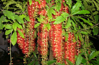 [ẢNH] Những loài cây chữa bệnh ‘nhất định phải có’ trong vườn nhà bạn