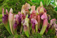 [ẢNH] Chiêm ngưỡng những loài cây ‘ăn’ thịt kỳ lạ nhất thế giới