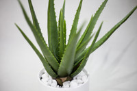 [ẢNH] Những loài cây chữa bệnh ‘nhất định phải có’ trong vườn nhà bạn