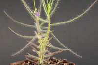 [ẢNH] Chiêm ngưỡng những loài cây ‘ăn’ thịt kỳ lạ nhất thế giới