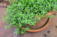 [ẢNH] 12 loại cây đẹp vừa khiến kiến ba khoang ‘khiếp vía’ biến khỏi nhà bạn