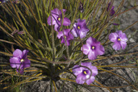 [ẢNH] Chiêm ngưỡng những loài cây ‘ăn’ thịt kỳ lạ nhất thế giới