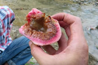 [ẢNH] Điểm danh những loại quả gắn liền với tuổi thơ của nhiều người Việt Nam