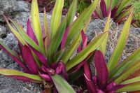 [ẢNH] Những loài cây chữa bệnh ‘nhất định phải có’ trong vườn nhà bạn