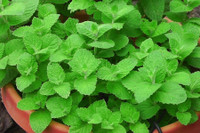 [ẢNH] Những loài cây chữa bệnh ‘nhất định phải có’ trong vườn nhà bạn