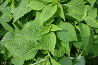 [ẢNH] Những loài cây chữa bệnh ‘nhất định phải có’ trong vườn nhà bạn