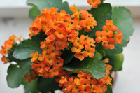 [ẢNH] Những loài cây chữa bệnh ‘nhất định phải có’ trong vườn nhà bạn