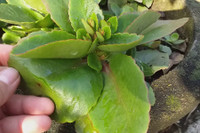 [ẢNH] Những loài cây chữa bệnh ‘nhất định phải có’ trong vườn nhà bạn