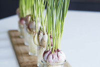 [ẢNH] 12 loại cây đẹp vừa khiến kiến ba khoang ‘khiếp vía’ biến khỏi nhà bạn