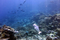 [ẢNH] Những robot động vật giúp cuộc sống của bạn trở nên dễ dàng hơn