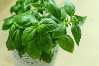 [ẢNH] Những loài cây chữa bệnh ‘nhất định phải có’ trong vườn nhà bạn