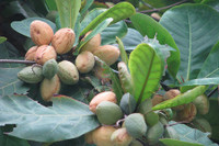 [ẢNH] Điểm danh những loại quả gắn liền với tuổi thơ của nhiều người Việt Nam